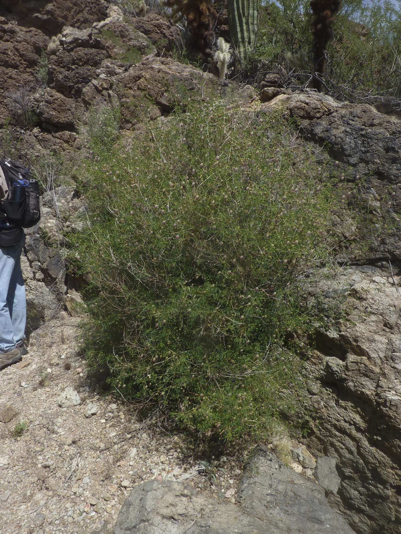 Image of Schott's stickpea