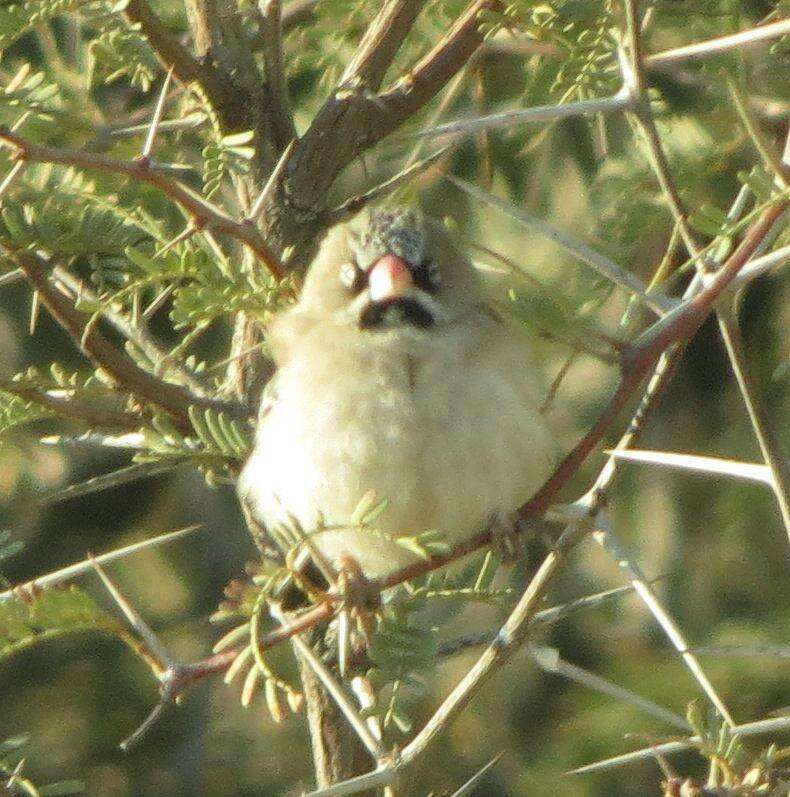 صورة Sporopipes Cabanis 1847