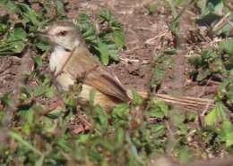 Image of Prinia subflava affinis (Smith & A 1843)