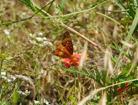 Image of Variegated Fritillary