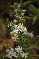 Image of white panicle aster