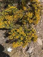 Sivun Senecio rudbeckiifolius Meyen & Walp. kuva