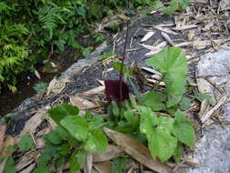 Image of Typhonium blumei Nicolson & Sivad.