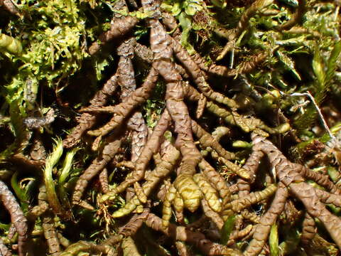 Image of Serbian liverwort