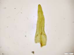 Image of Orthotrichum rogeri Bridel 1812