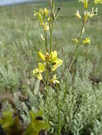 Plancia ëd Sisymbrium polymorphum (Murray) Roth