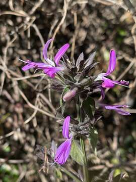 Image of Dicliptera clinopodia Nees