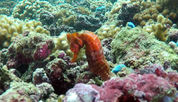 Image of Giant Seahorse