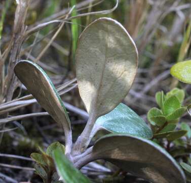 Image of Brachyglottis bidwillii (Hook. fil.) B. Nord.