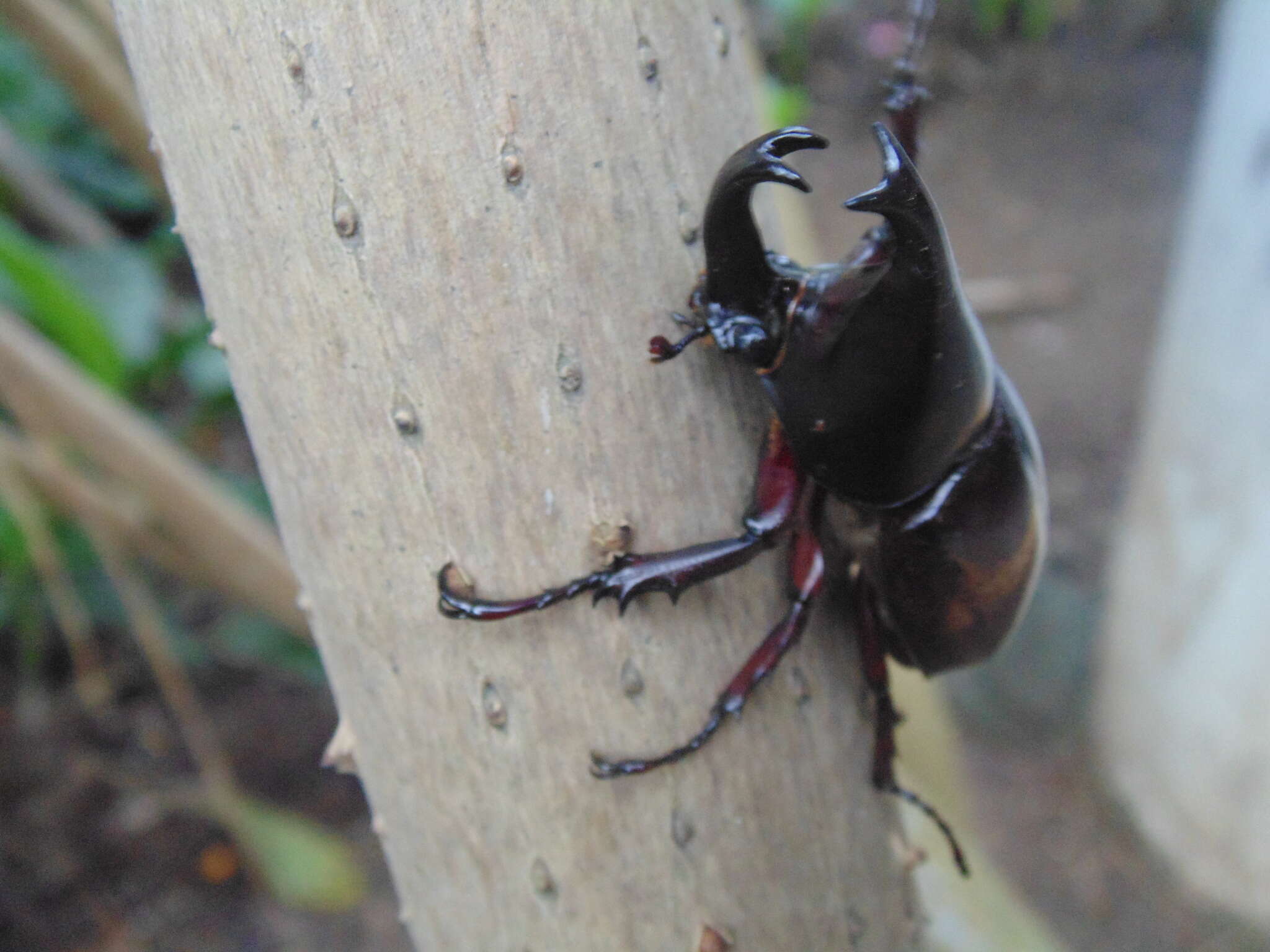 Image of Xylotrupes philippinensis Endrödi 1957