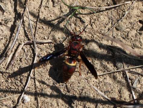 Euodynerus crypticus (Say 1823)的圖片