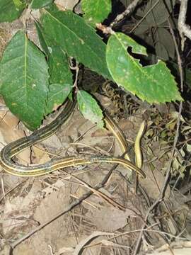 Image of Condanarous Sandsnake