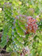 Image of Roella amplexicaulis Dod