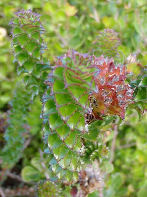 Image of Roella amplexicaulis Dod