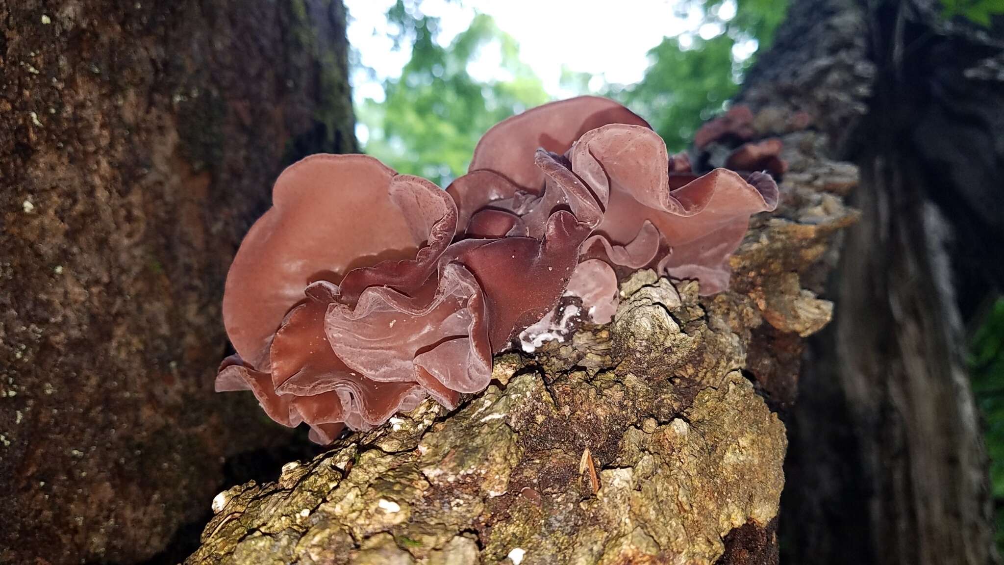 Image of Auricularia americana Parmasto & I. Parmasto ex Audet, Boulet & Sirard 2003