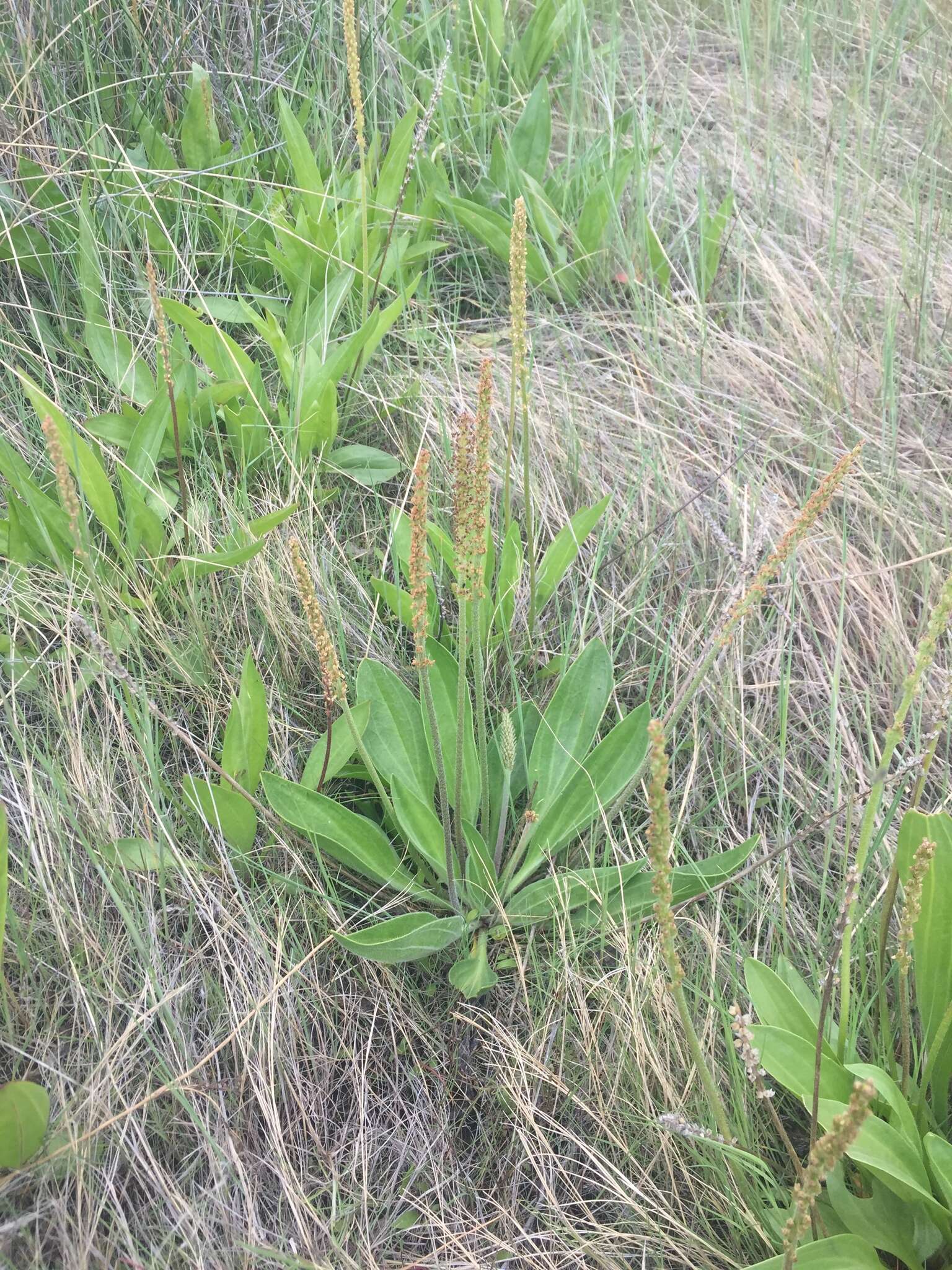 Image of redwool plantain