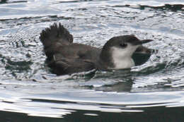 Image of Guadalupe Murrelet