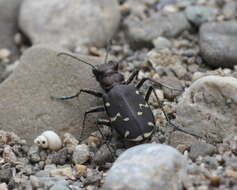 Image of Twelve-spotted Tiger Beetle