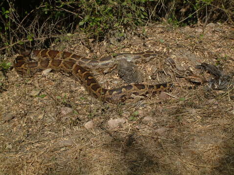 Image of Asiatic rock python