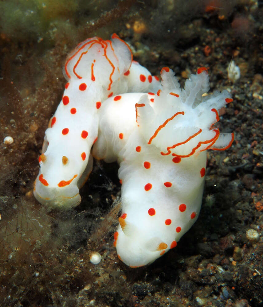 Image of Red spotted transluscent slug