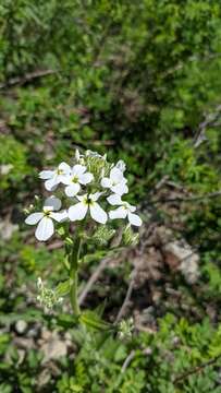 Image of Hesperis matronalis subsp. voronovii (N. Busch) P. W. Ball