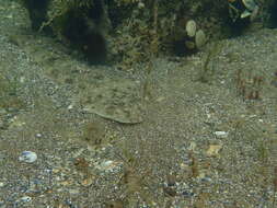 Image of Bluespot flathead