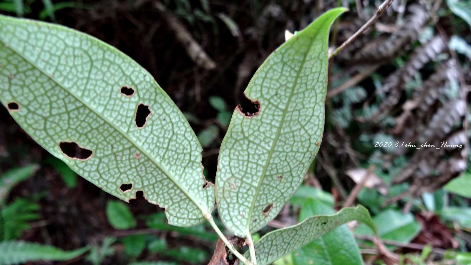 Imagem de Stauntonia obovatifoliola Hayata