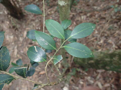 صورة Ilex goshiensis Hayata