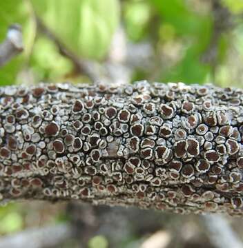 Image de Lecanora horiza (Ach.) Röhl.