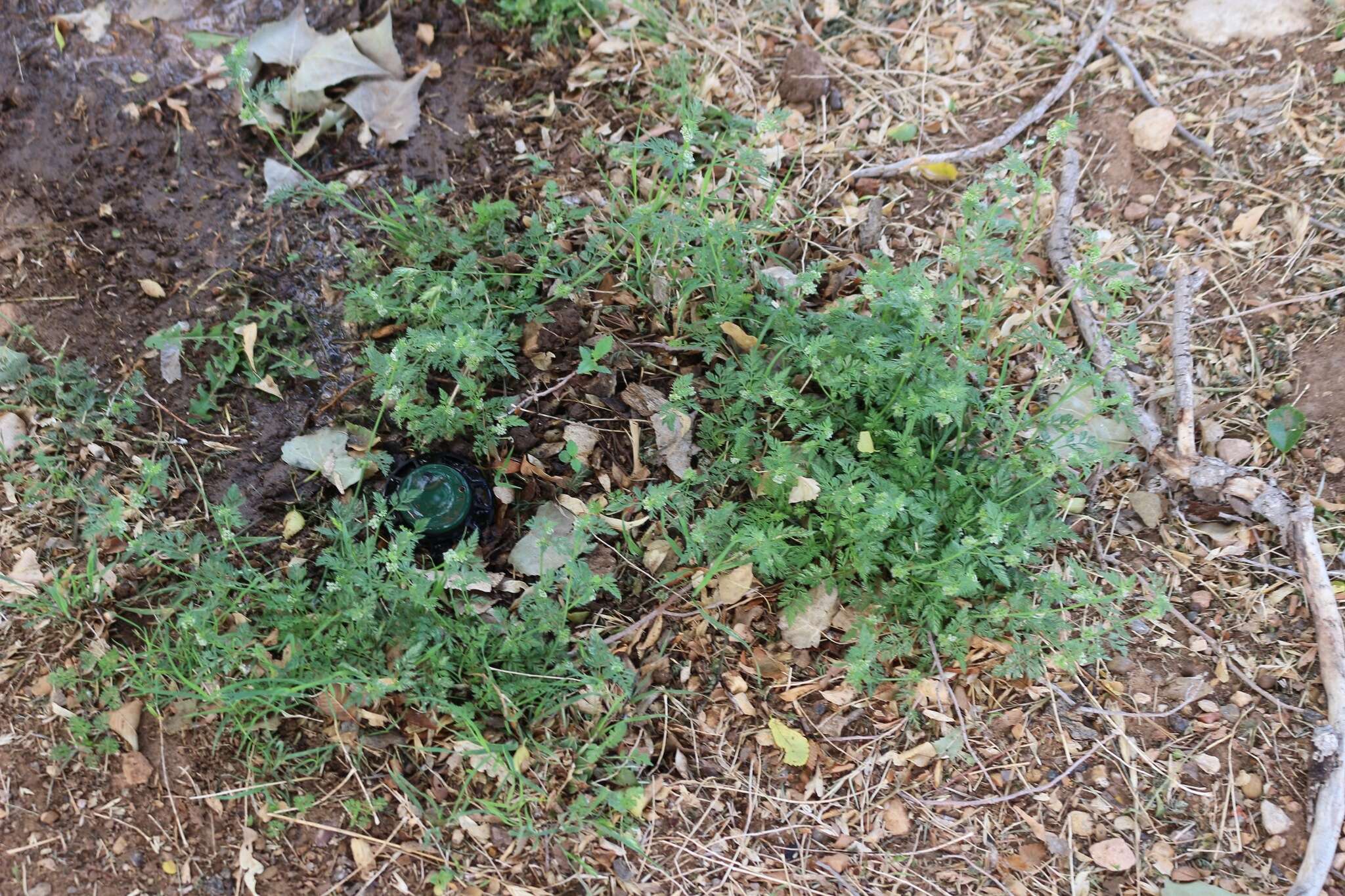 Image of knotted hedgeparsley