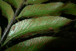 Image of Asplenium oligolepidum C. Chr.