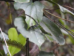 Image of Anolis umbrivagus Bernal-carlo & Roze 2005