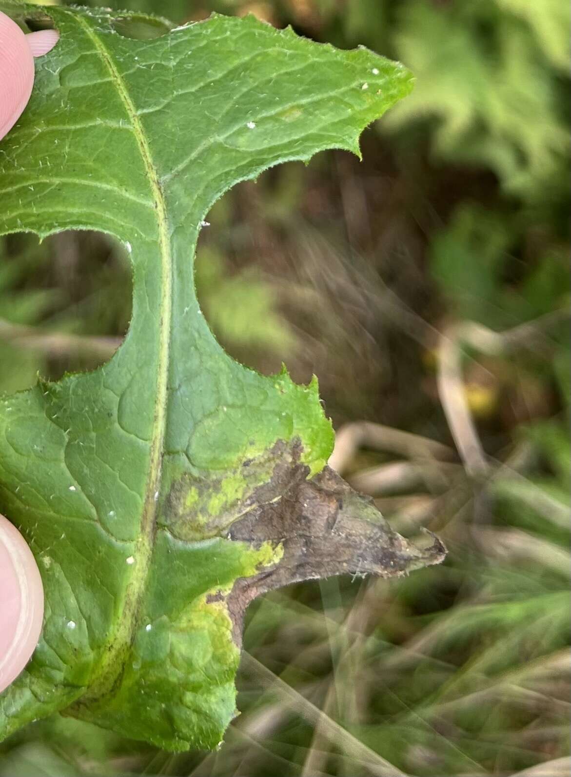 Image of Phytomyza lactuca Frost 1924