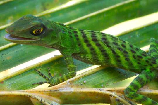 Image of Choco Anole