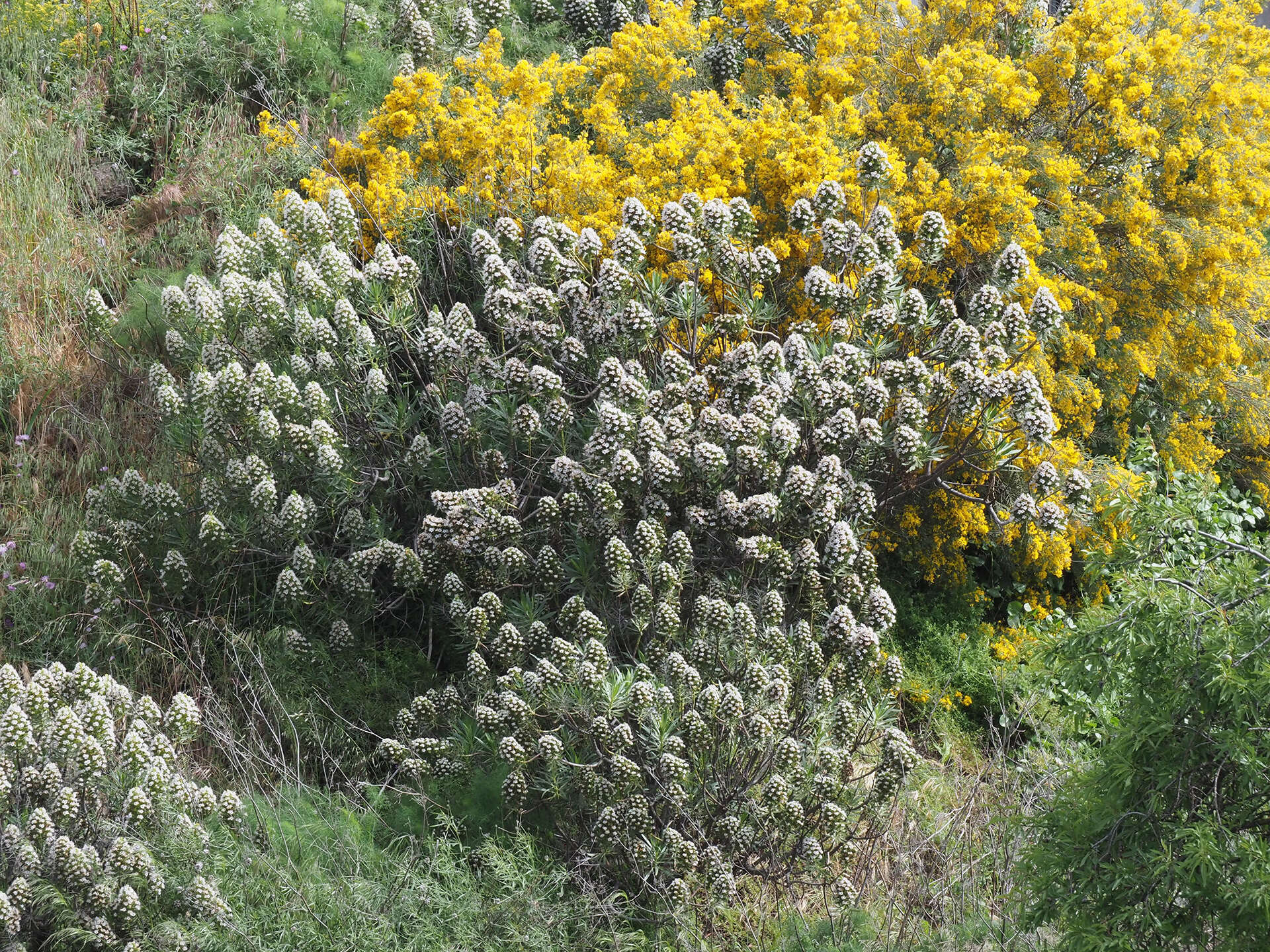 Image of Echium decaisnei Webb & Berth.