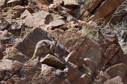 Image of Ring-tailed Rock Wallaby