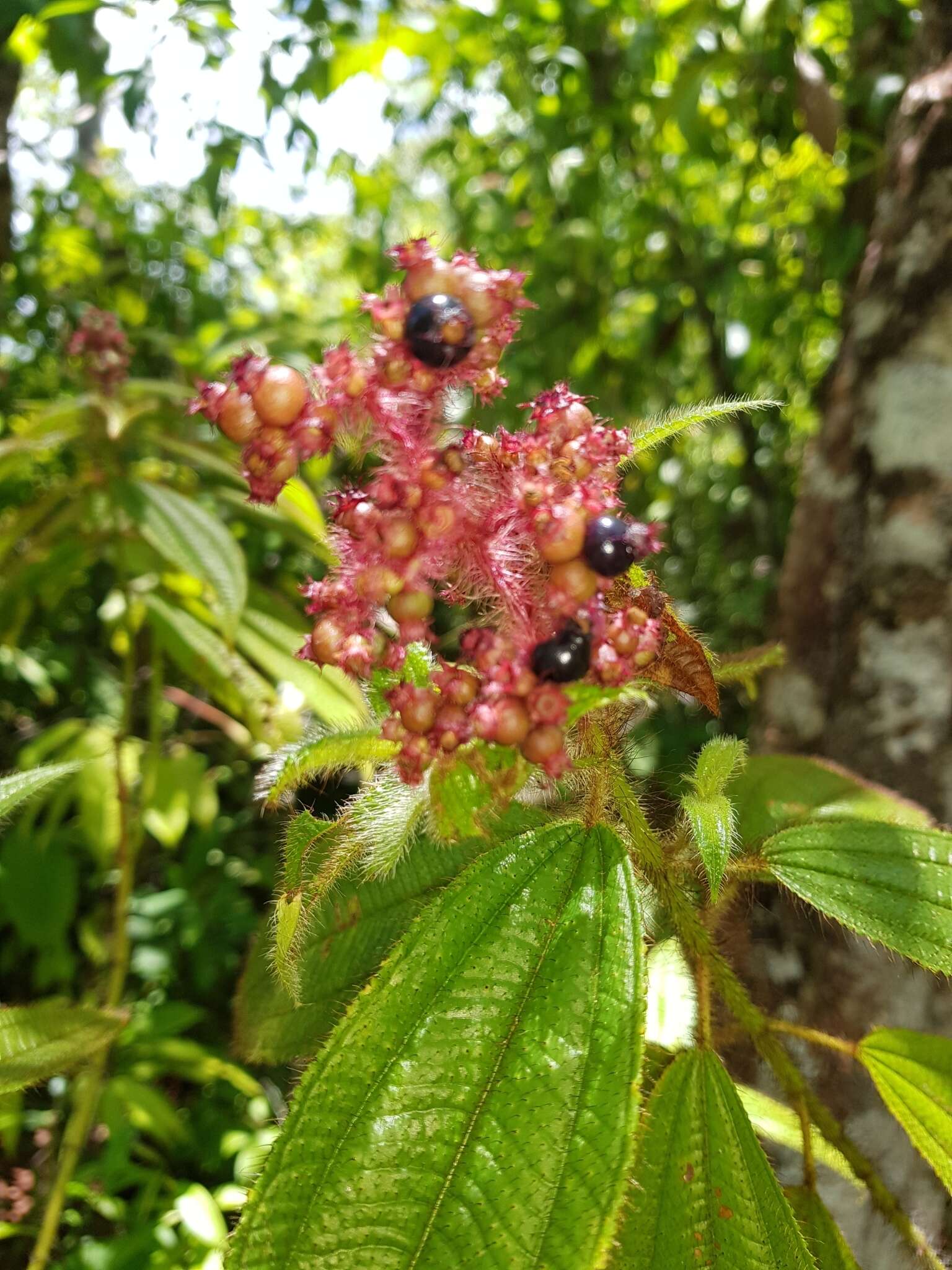 Imagem de Miconia lacera (Bonpl.) Naud.