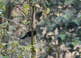 Image of Glossy-black Thrush