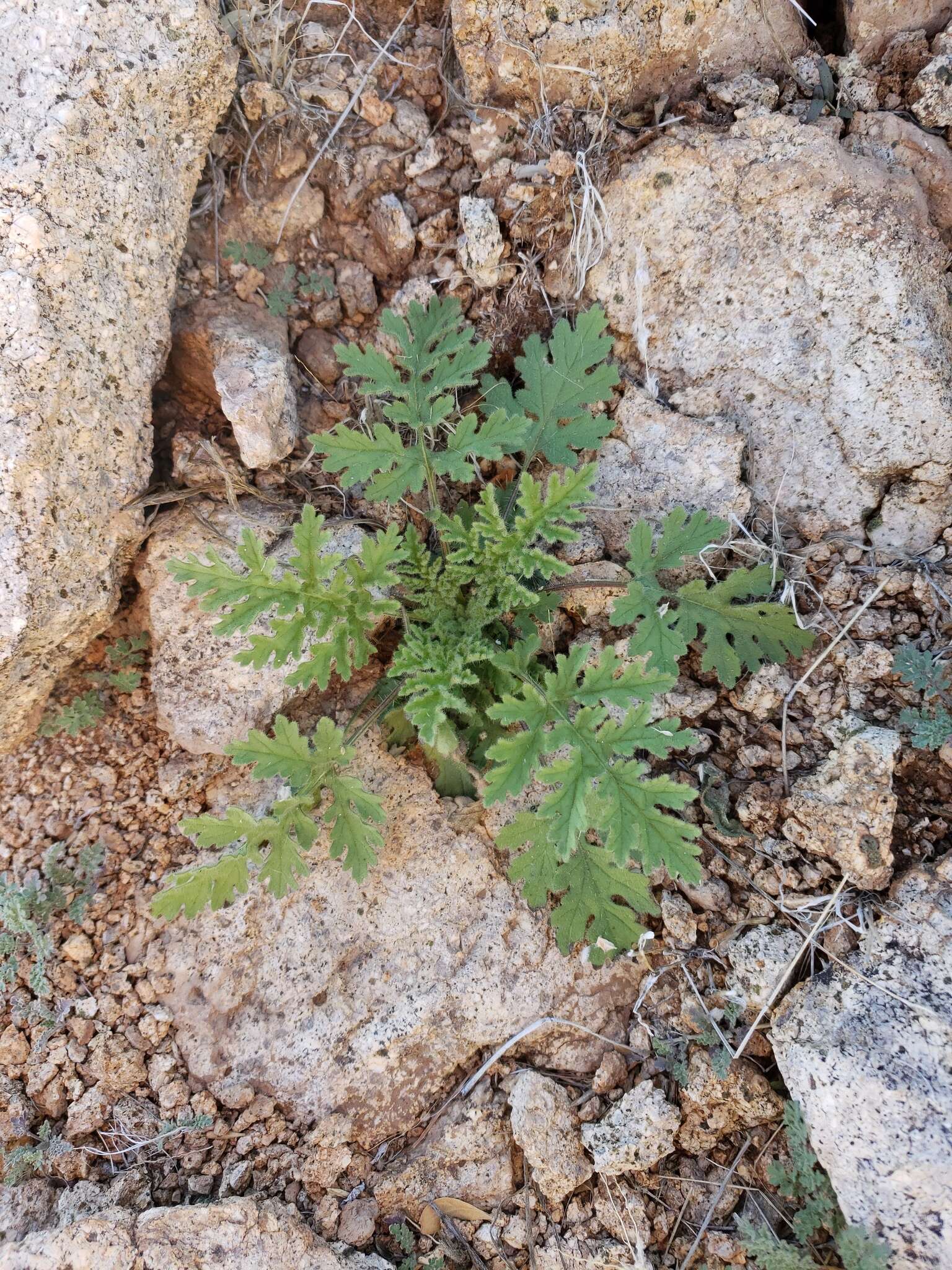 Image de Hedosyne ambrosiifolia (A. Gray) Strother