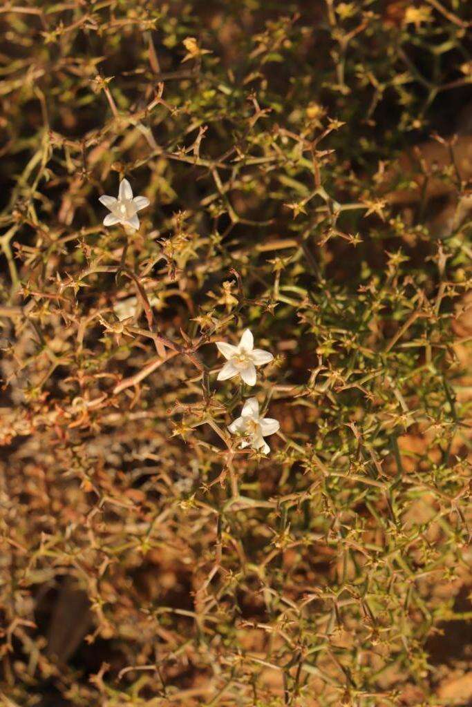 Image of Wahlenbergia decipiens A. DC.