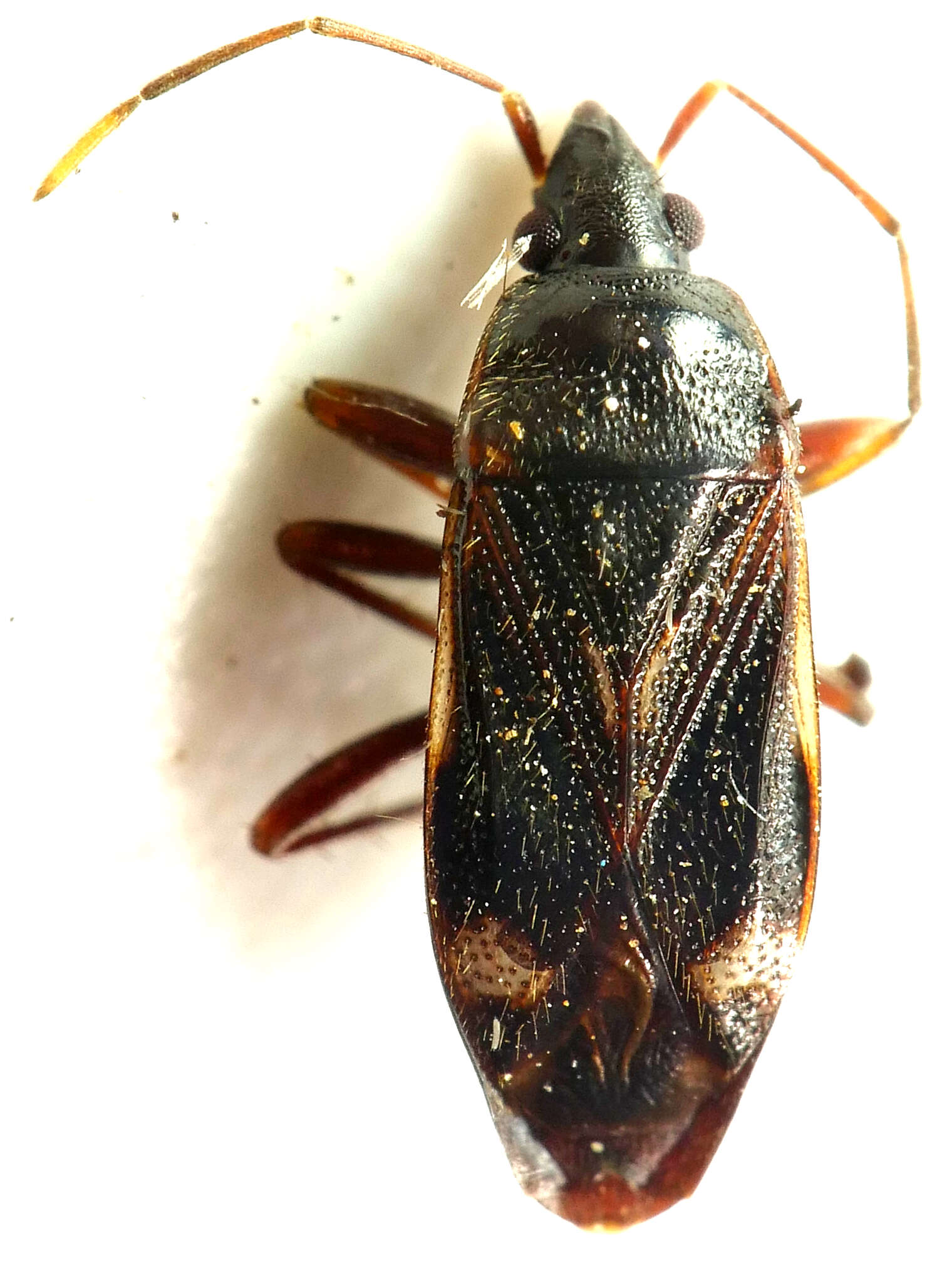 Image of Myocara australis (Distant & W. L. 1918)