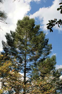 Image of Abies durangensis var. coahuilensis (I. M. Johnst.) Martínez