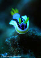 Image of Chromodoris annae Bergh 1877