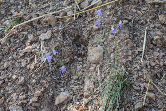 Image of Campanula macrorhiza subsp. catalanica (Podlech) Rivas Mart.