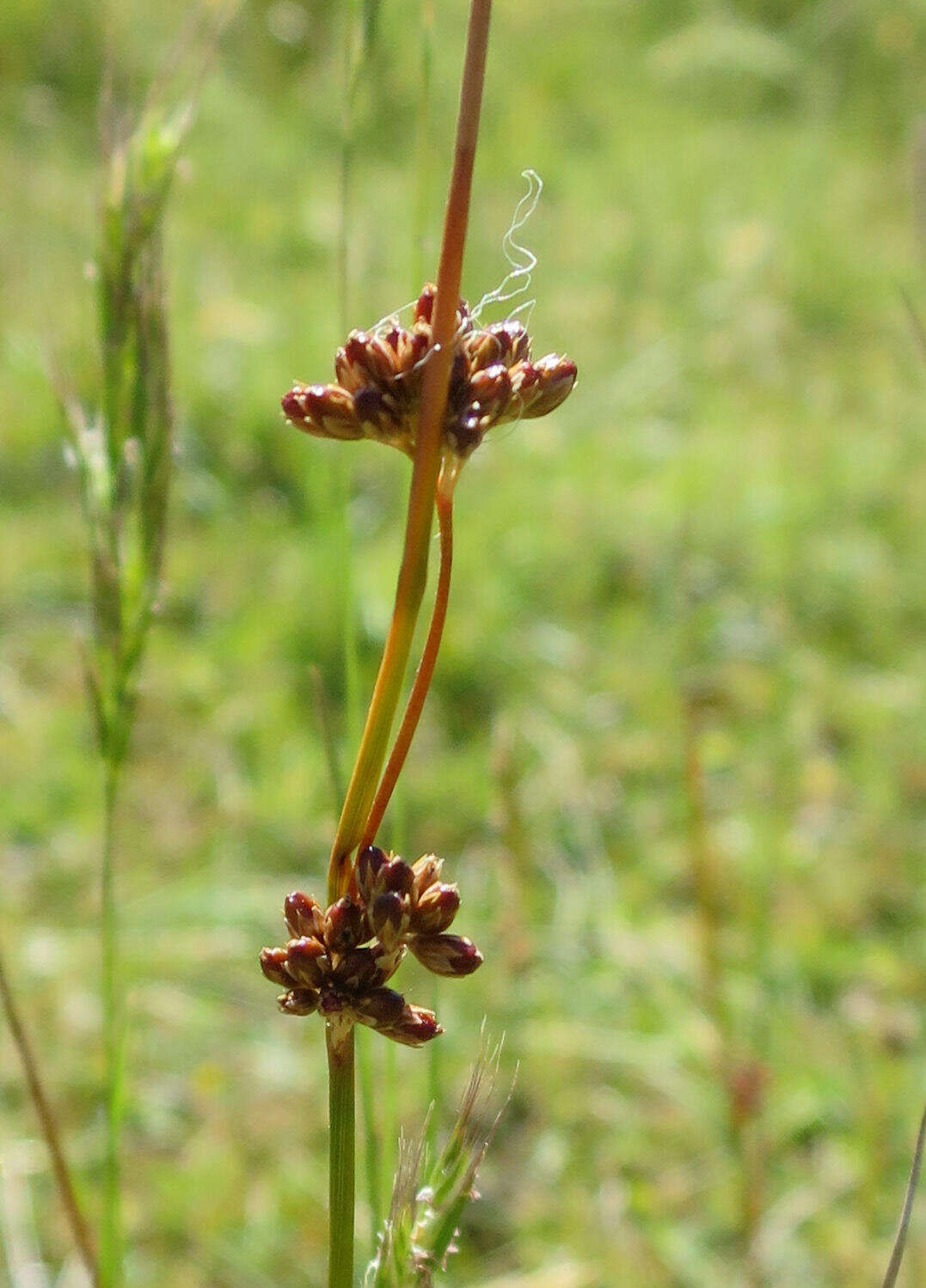 Слика од Juncus distegus Edgar