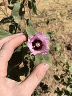 Image of Cienfuegosia australis (F. Müll.) K. Schum.