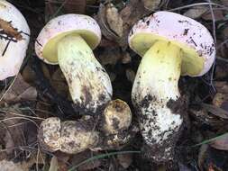 Butyriboletus pulchriceps (Both, Bessette & R. Chapm.) Kuan Zhao & Zhu L. Yang 2015的圖片