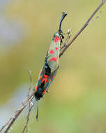 Image of Zygaena centaureae Fischer de Waldheim 1832