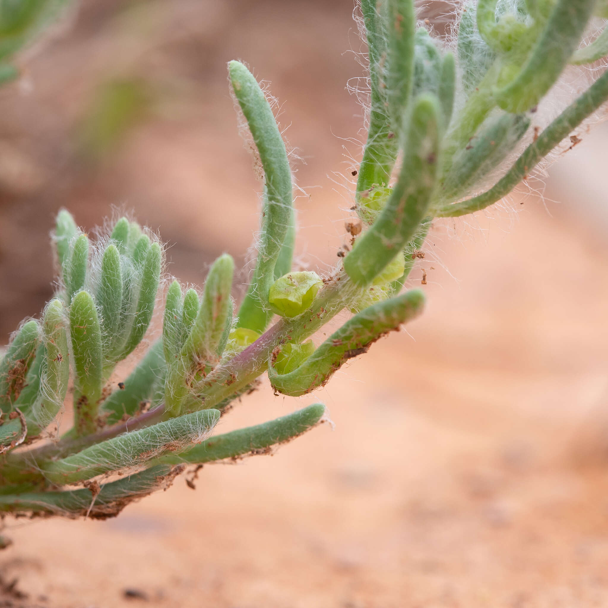 Image de Sclerochlamys brachyptera F. Müll.