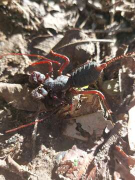 Image of Mastigoproctus colombianus Mello-Leitão 1940